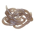 thumbnail image 2 of Lunkerhunt LHPFRW01 River Worm, 2", Dew Worm, 8Pk, 2 of 7