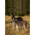 thumbnail image 4 of ABPHOTO Polyester 5x7ft Stopped Zebras Backdrop Outdoor Travel Photography Background Studio Props, 4 of 5