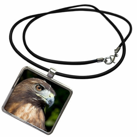 3dRose USVI, St. Croix, Red-tailed hawk, bird-CA37 AJN0035 - Alison Jones - Necklace with Pendant