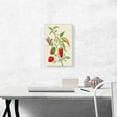 thumbnail image 2 of ARTCANVAS Pepper Plant With Carolina Sphinx Moth 1702 Canvas Art Print by Maria Sibylla Merian - Size: 18" x 12" (0.75" Deep), 2 of 9