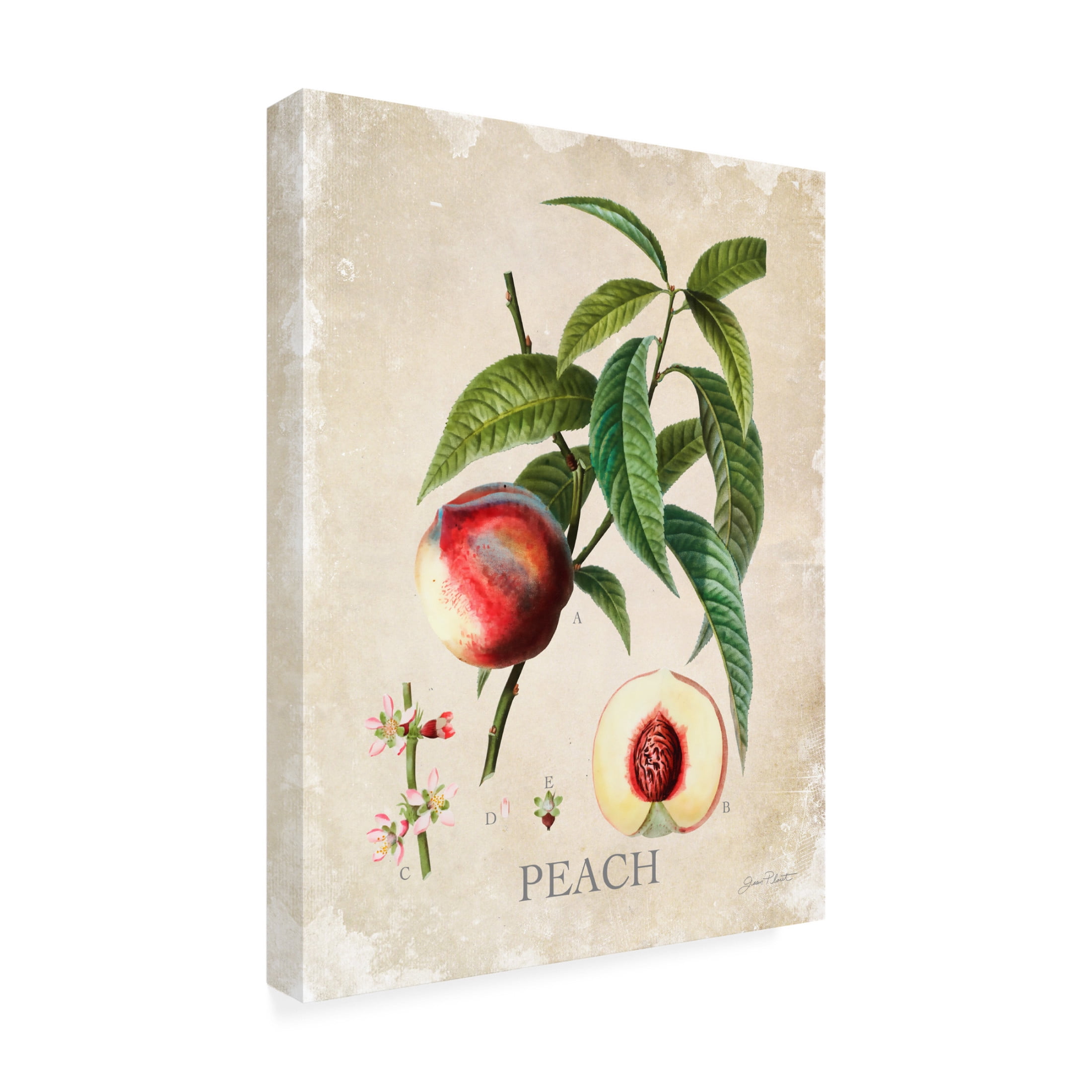 Canvas Wall Art - Jean Plout 'Luscious Fruit Study B' Wall Art for Living Room, Bedroom, or Office Décor by Trademark Fine Art - 14 x 19 Inches