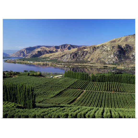 Great BIG Canvas | Rolled John Marshall Poster Print entitled Apple orchards along the Columbia River, near Orondo, Washington