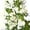 White, variant on Member's Mark Veronica Flower, 100 stems, choose color