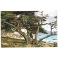 thumbnail image 1 of Monterey Cypress Pebble Beach - CANVAS OR FINE PRINT WALL ART, 1 of 1