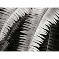 thumbnail image 2 of Christensen, Jim 18x15 White Modern Wood Framed Museum Art Print Titled - Fern I, 2 of 4