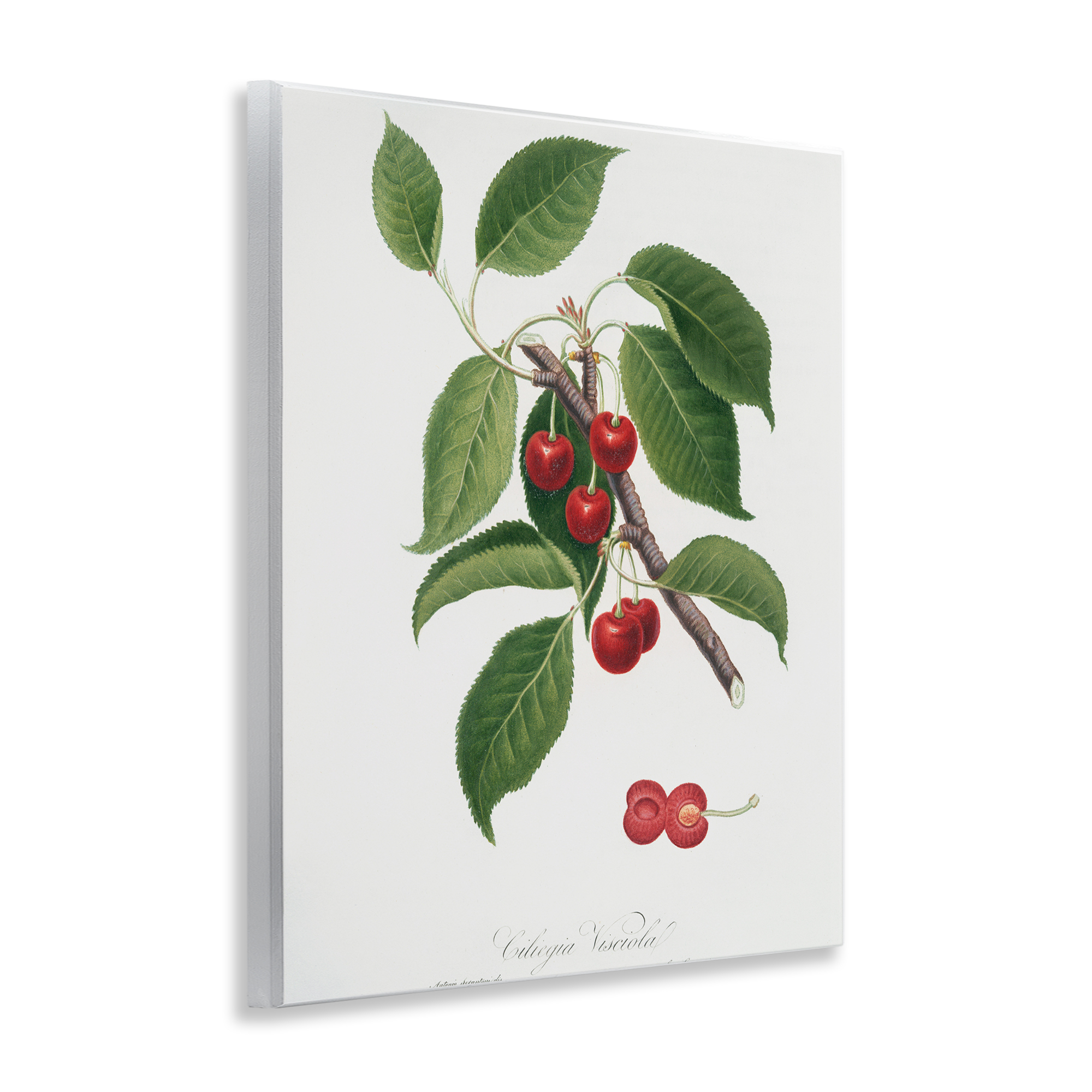 Latin Study of Cherry Plant Wall Plaque Art, design by Lettered and Lined