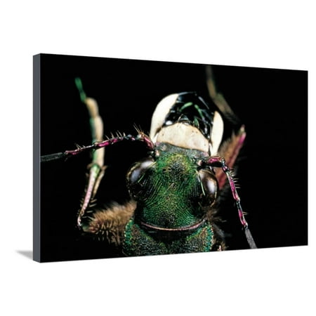 Green Tiger Print Cicindela Campestris (Green Tiger Beetle) Stretched Canvas Print Wall Art By Paul Starosta ()