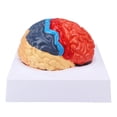 thumbnail image 3 of Modèle Anatomique de Cerveau Humain, Modèle de Cerveau Anatomique Coloré, Modèle de Cerveau Anatomique Élégant et Moderne, 3 of 7