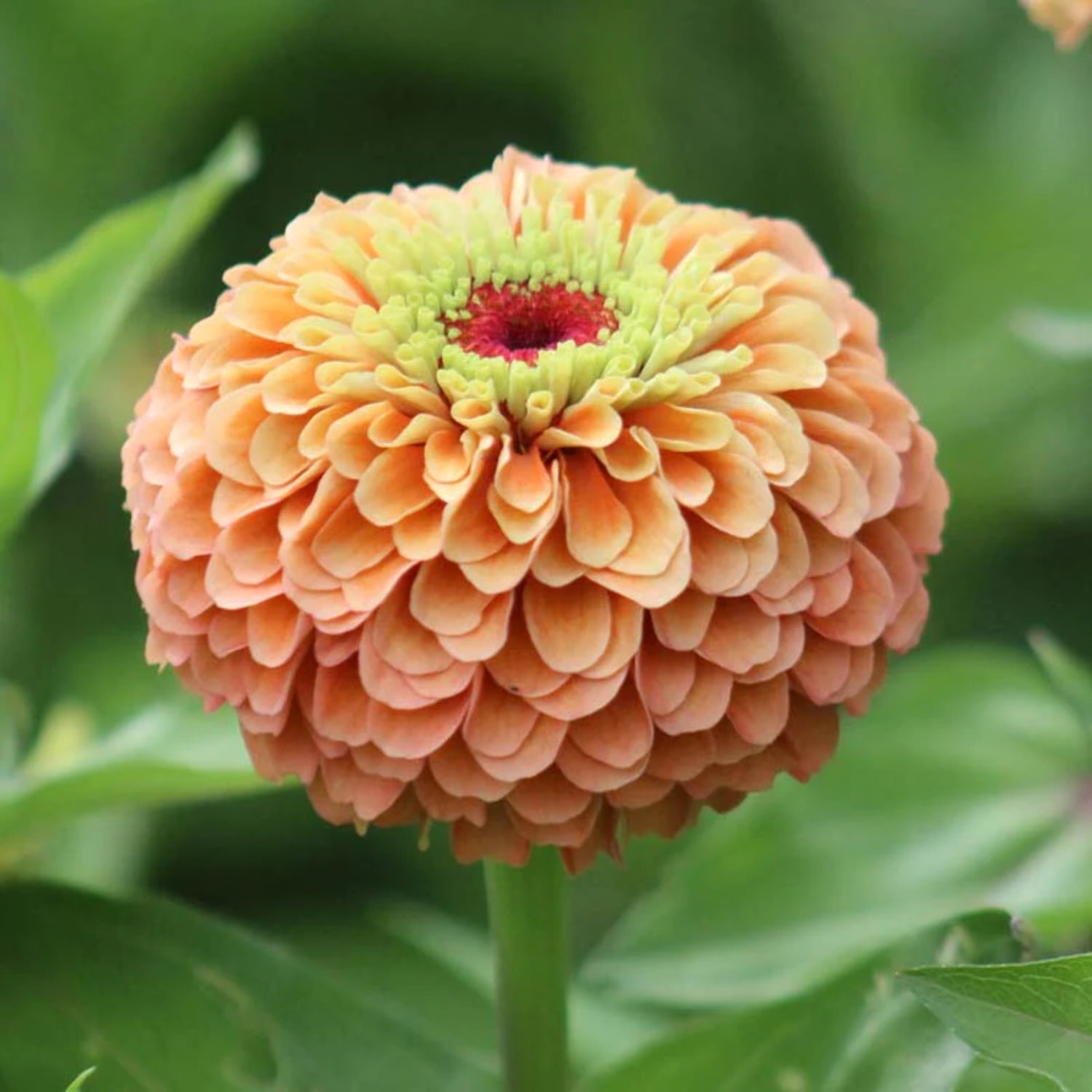 Zinnia Queeny Lime Orange Seed