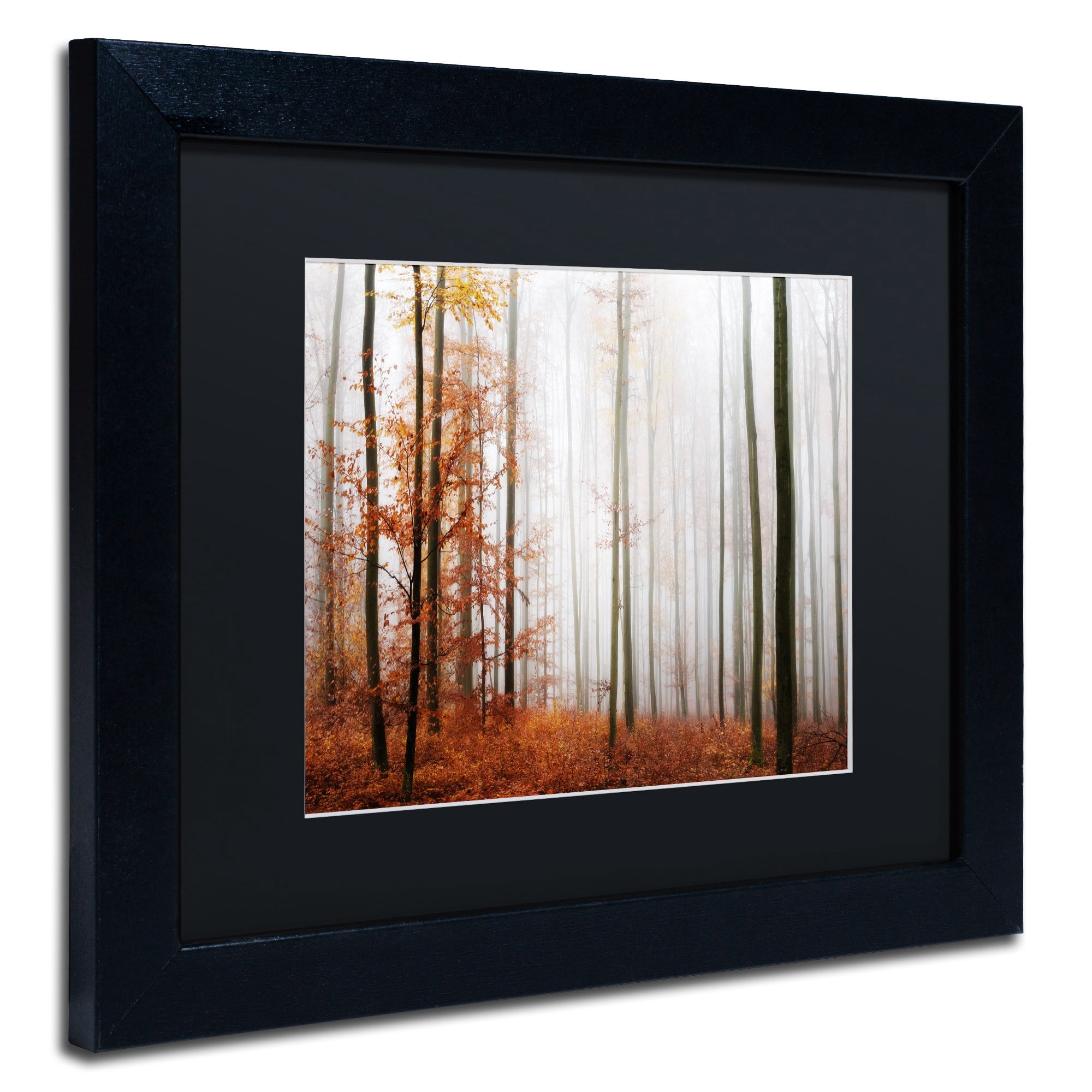 Trademark Fine Art "Forest Corner" Canvas Art by Philippe Sainte-Laudy Black Matte, Black Frame