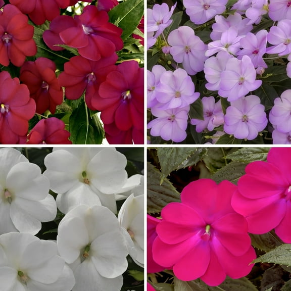 2.5 in. Impatiens SunPatiens Collection (4-Pack)