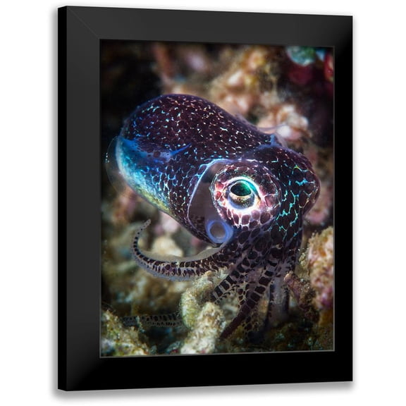 Gabriel, Barathieu 12x14 Black Modern Framed Museum Art Print Titled - Baby Cuttlefish