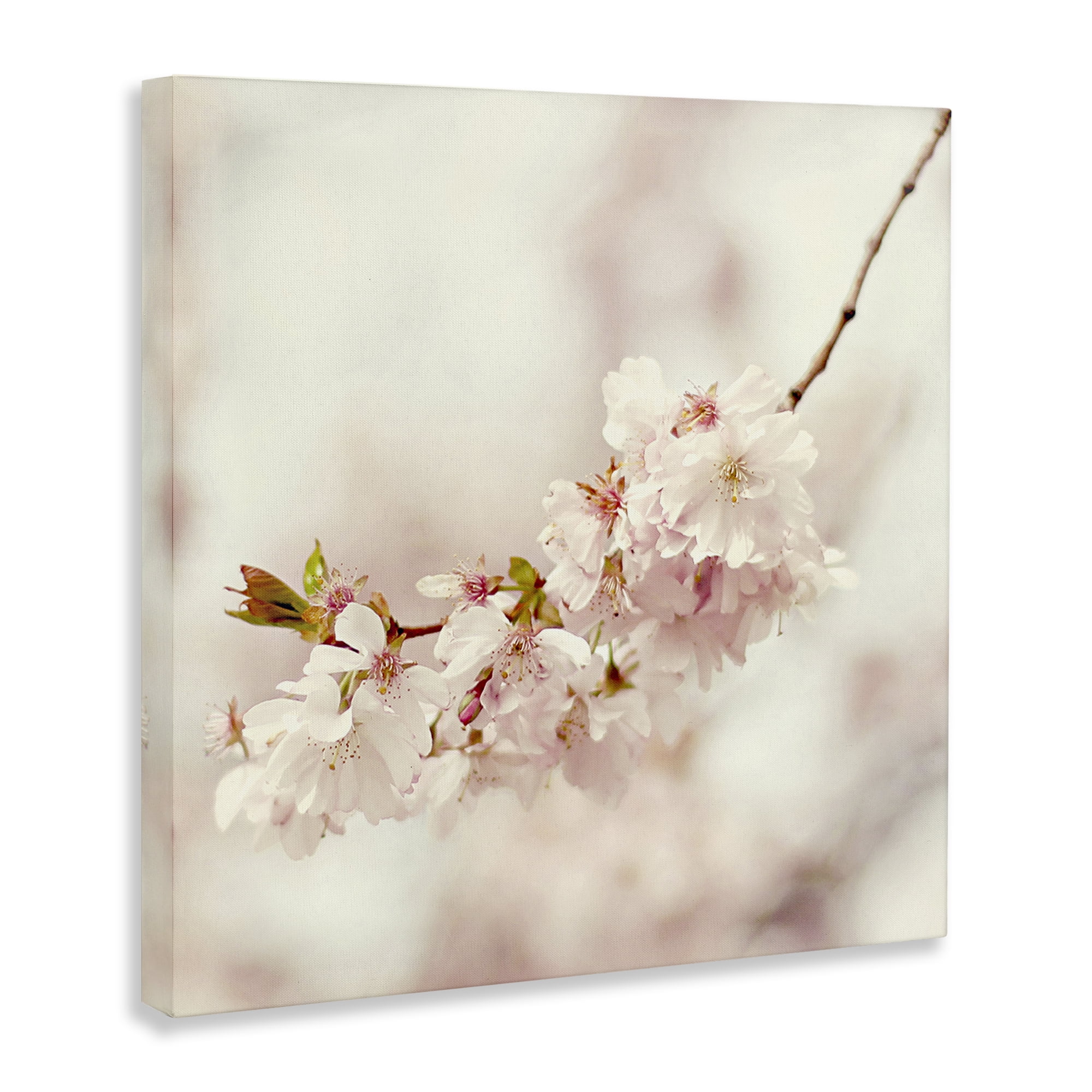 Stupell Industries Delicate Cherry Blossom Plants & Flowers Photography Wrapped Canvas Art Print Wall Art, 17 x 17