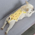 thumbnail image 7 of Washable Reusable Female Dog Diapers, Soft Cotton Dog Underwear Female with Adjustable Straps for Heat Cycles, Doggie Diapers for Female Dogs Home Wear, 1 Pack, 7 of 7