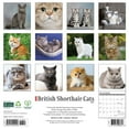 Willow Creek Press, British Shorthair Cats 2025 Wall Calendar