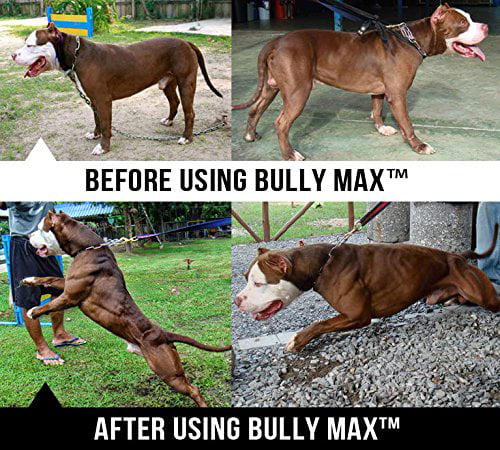 bully max dog food advisor