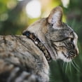 thumbnail image 2 of Buckle-Down Breakaway Cat Collar With Bell, Plastic Clip, Easy Adjustable, Buckle Down Die Hard Skull Black Tans, 8.5 to 12 Inches 0.5 Inch Wide, 2 of 4
