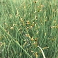thumbnail image 5 of Blue Arrows Rush Grass  3 Live Gallon Size Plants  Juncus Inflexus  Drought Tolerant Low Maintenance Ornamental, 5 of 9