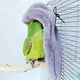 thumbnail image 5 of Bird Nest Parrot Blanket Warm Plush Fluffy Hammock Budgie Toy Winter Warm, 5 of 5