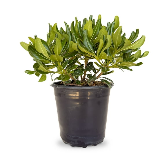 Expert Gardener Green Pittosporum 'Japanese Mock Orange' (2.5 Quart) Part Sun Evergreen Shrub - Live Plant