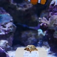 thumbnail image 3 of Turtle Basking Platform Suction Cup Aquarium Tortoise Dock Basking Area Platform Suction Cup Turtle Tank Floating Climbing Dock for Aquarium, 3 of 9
