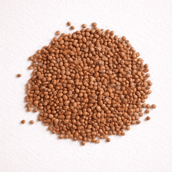 Bulk Daikon Radish Seeds for Food Plot or Cover Crop - Chinese, Japanese, or Oriental Radish - Easy to Grow (1 Pound)