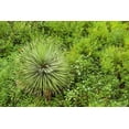 thumbnail image 2 of Bibikow, Walter 24x17 Gold Ornate Wood Framed with Double Matting Museum Art Print Titled - Canary Islands-La Palma Island-Santa Cruz de la Palma-hillside vegetation, 2 of 4