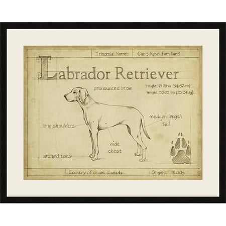 Labrador Retriever Art - Ashton Wall D cor LLC 'Antique Labrador Retriever' Framed Graphic Art Print
