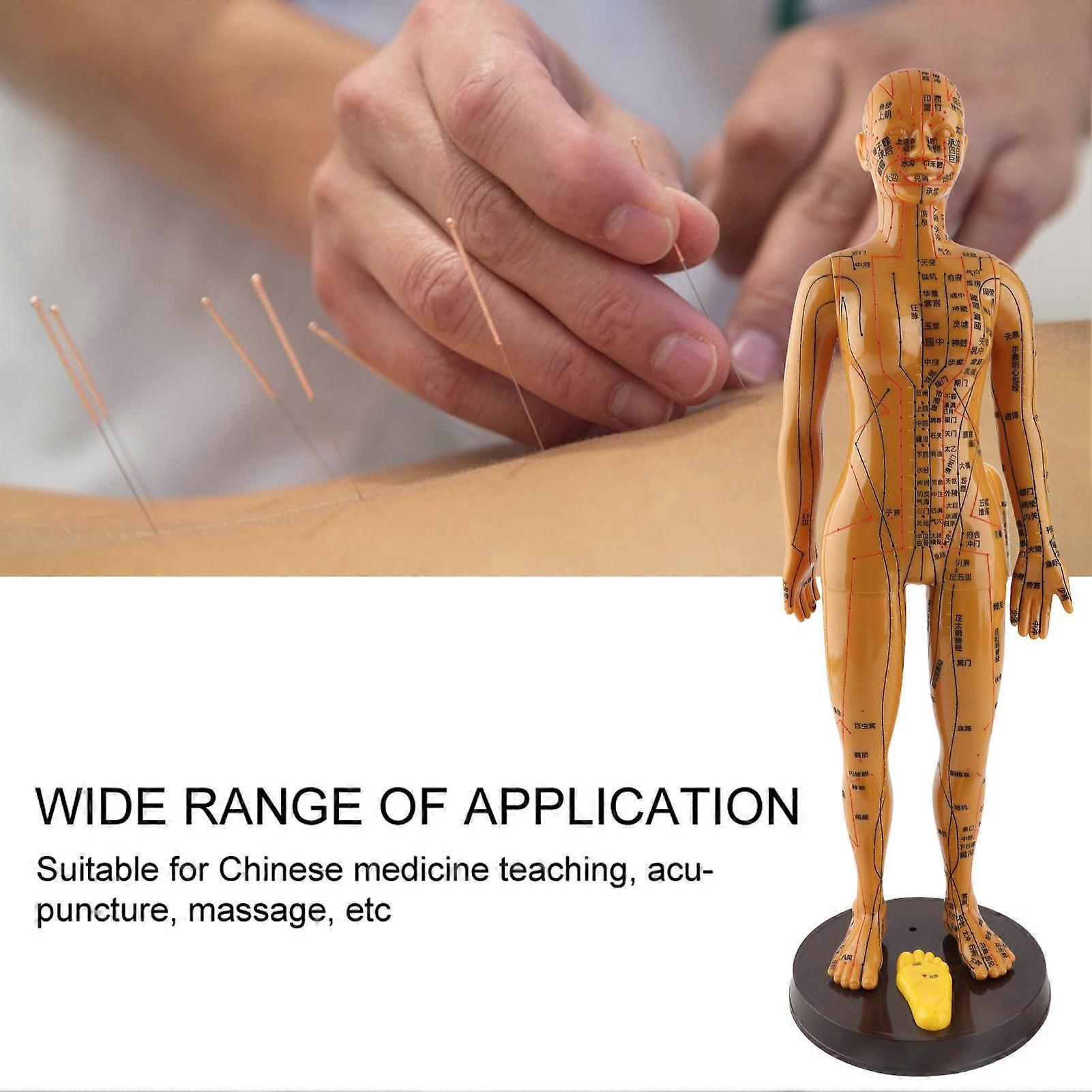 Female Human Body Acupuncture Model Copper Color Meridian Acupuncture ...