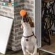 thumbnail image 5 of LaRoo Squeaky Dog Ball Toy, Durable Natural Rubber Squeaker Ball Floating Throwing Training, Teeth Cleaning Chew Toy for Pet Small Medium Large Dogs (6.5CM Orange), 5 of 5