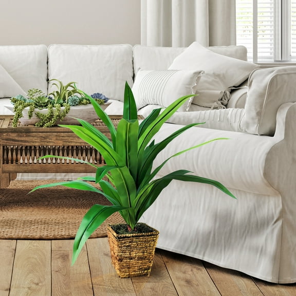LCG Florals Artificial Plant, Dracaena, 2.83 ft, Woven Rattan Basket