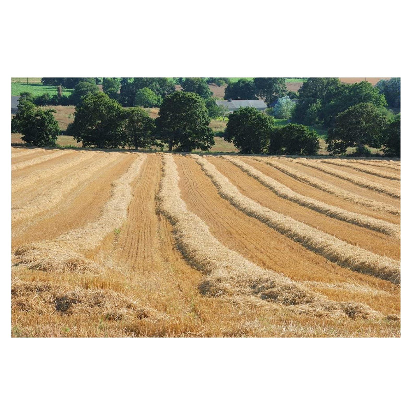 Wheat Straw for Animal Bedding & Garden Mulch - 4 lbs - Natural Fiber for Chickens, Rabbits, Cats, Compost, Soil Cover & Moisture Retention