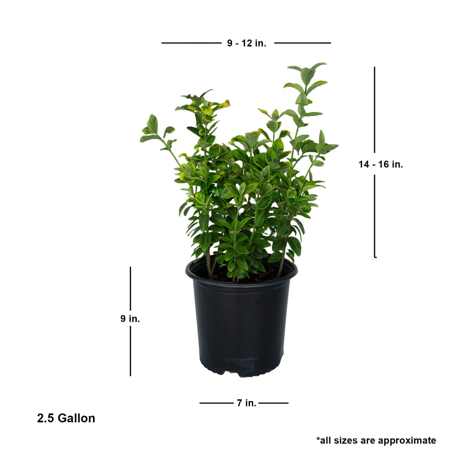 Expert Gardener Golden Euonymus (2.5 Gallon) Green and Yellow Variegated Evergreen Shrub - Full Sun to Part Shade Live Outdoor Plant