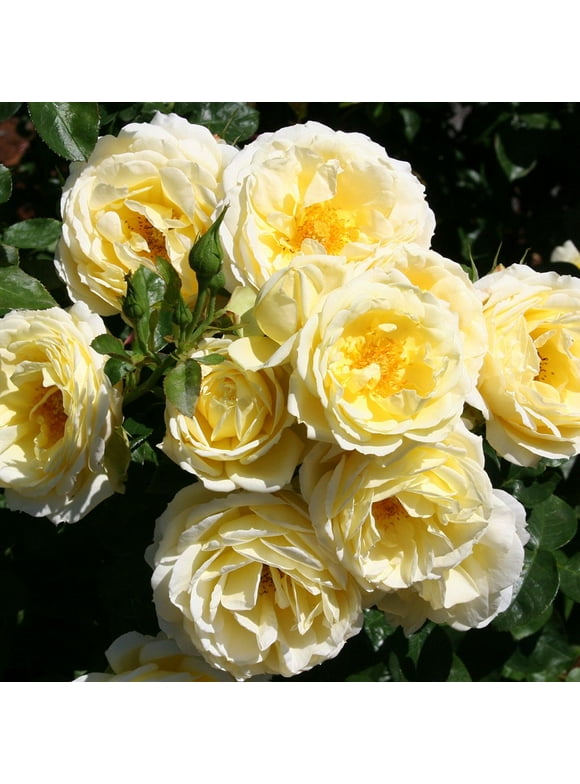 Rose Bushes in Garden Bushes