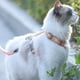 thumbnail image 5 of Cuerda de tracción ajustable con gradiente para gatos y perros pequeños, correa para el pecho en forma de I, 5 of 5