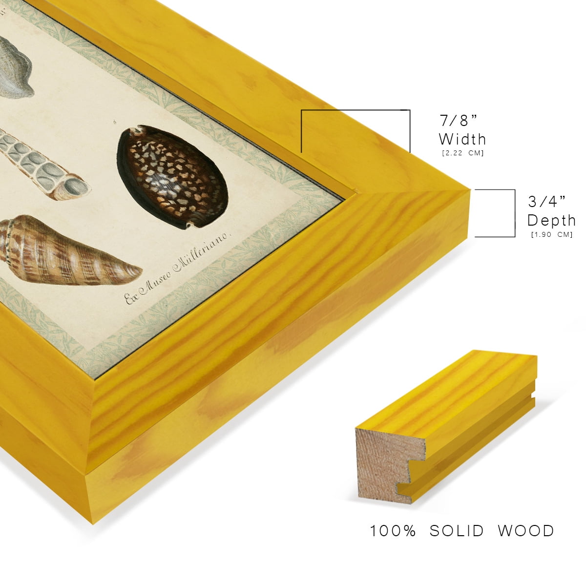 Bookplate Shells IX - Framed Print w/glass - Sunflower Yellow