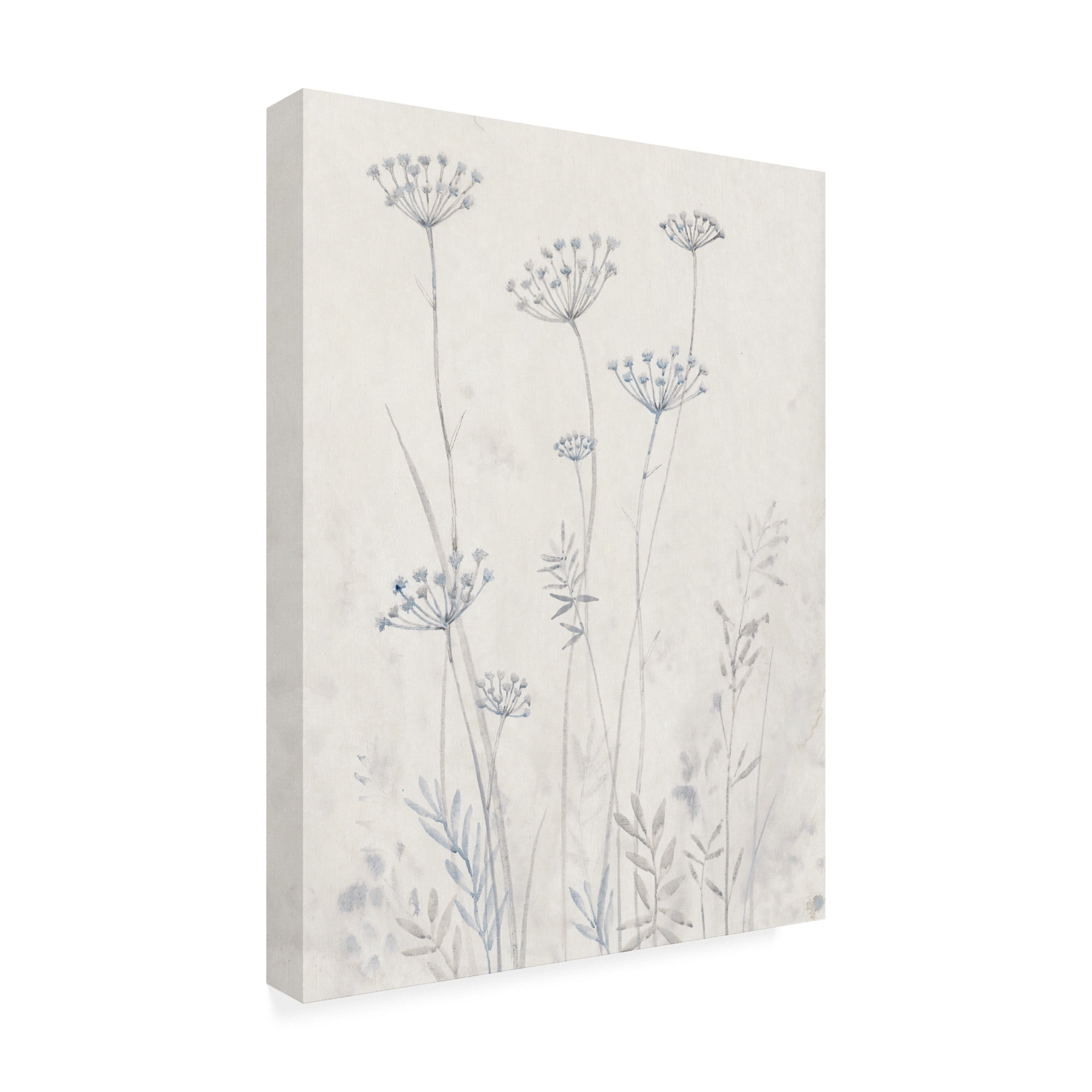 Trademark Fine Art 'Neutral Queen Anne's Lace II' Canvas Art by Tim OToole