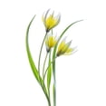thumbnail image 2 of Disher, Mandy 13x18 Gold Ornate Wood Framed with Double Matting Museum Art Print Titled - Tulipa II, 2 of 4