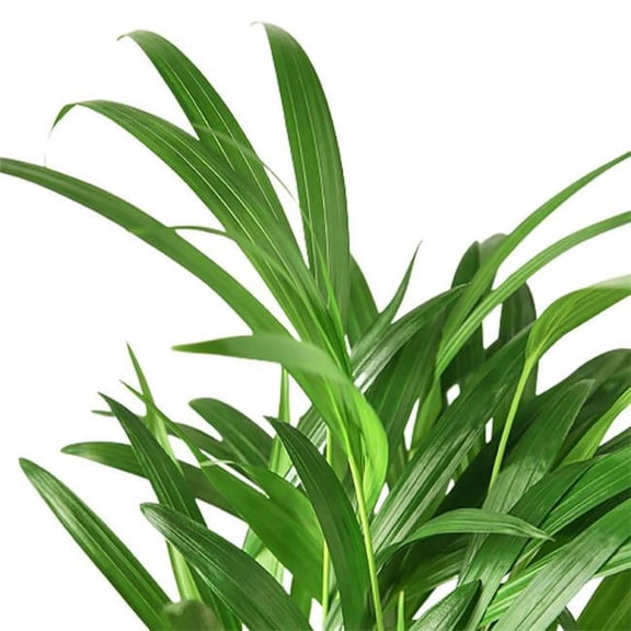 4-PALM-ARECA-NURSERY.POT 4 in. Areca Palm Nursery Pot