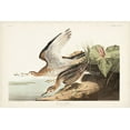 thumbnail image 2 of Audubon, John James 18x13 Gold Ornate Wood Framed with Double Matting Museum Art Print Titled - Pl. 303 Bartram Sandpiper, 2 of 4
