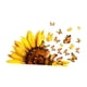 thumbnail image 2 of Pegatinas de pared con diseño de mariposa y girasol, para ventanas, compactas, decorativas, despegables y adhesivas, para decoración de guarderías,, 2 of 9