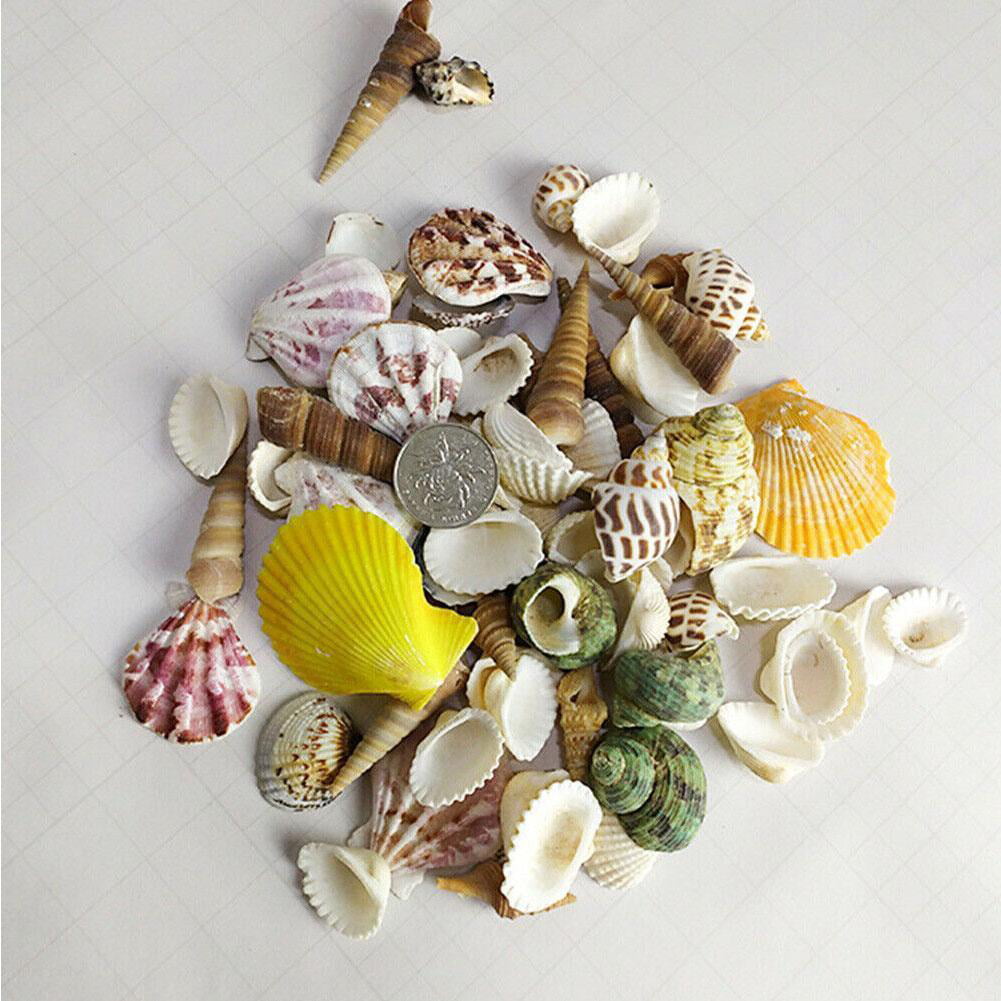  JQAQJU Starfish and Scallop Shells for Crafts 12PCS, Large  Seashells 2.5-3.5 Bulk Sea Shells for Decor Kids Beach Theme Party  Painting Wall : Home & Kitchen