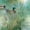 Color 2, variant on Peel and Stick Wallpaper Peaceful Watercolor Mallard Ducks Surrounded by Wild Grasses Wall Mural 23.6in x 9.8ft Self Adhesive Removable Wall Paper Renter Friendly Wallpaper for Farmhouse Bedroom