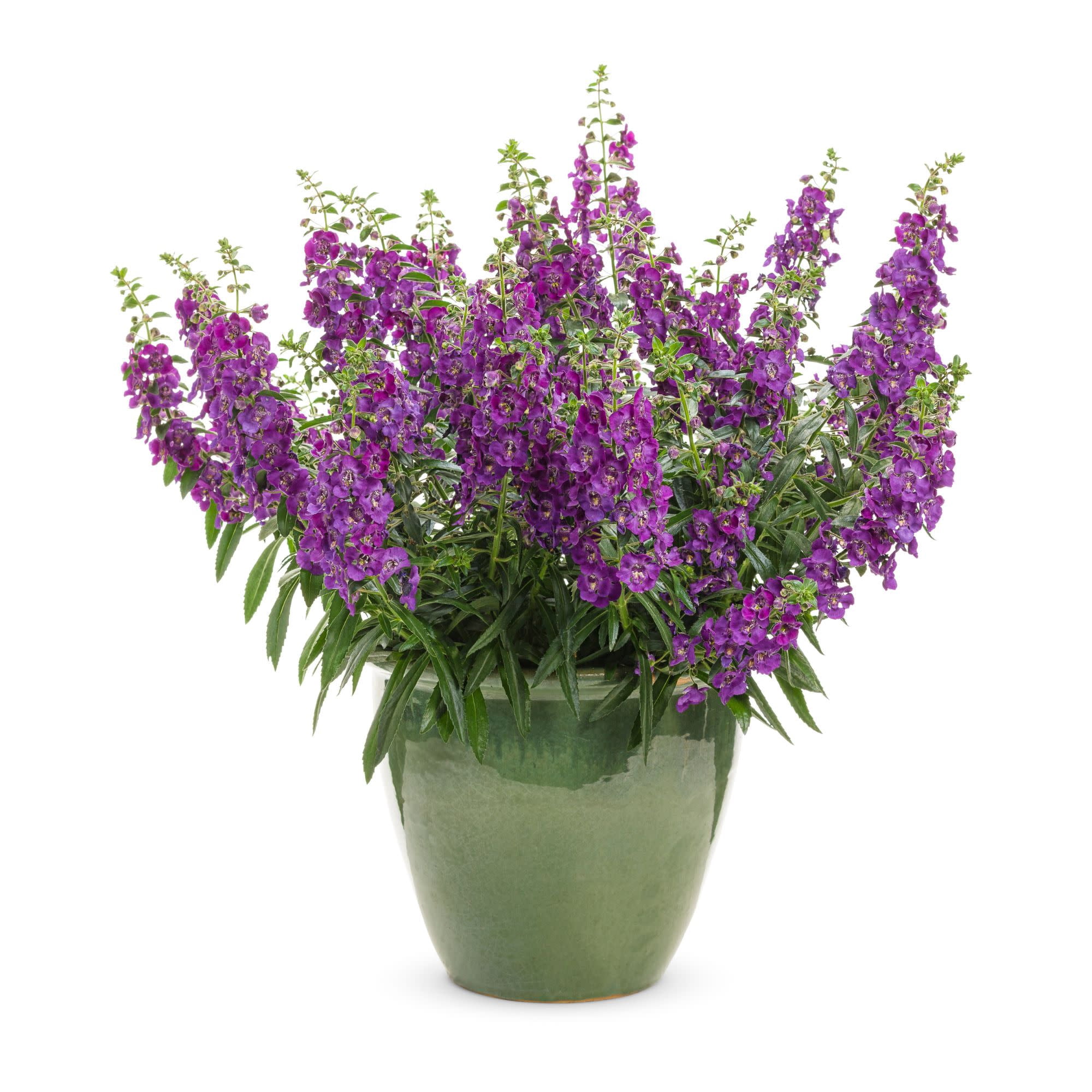 Proven Winners 4" Angelface Blue Summer Snapdragon Live Plant in 4.25" Pot (4 Count)