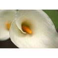 thumbnail image 2 of Crane, Rita 18x13 Gold Ornate Wood Framed with Double Matting Museum Art Print Titled - Calla Lilies VI, 2 of 4
