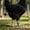 Sky Blue, variant on Ovzne Poultry Identification Leg Bands – Set of 50 Numbered Open-Ring Tags (1–50) Red