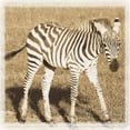thumbnail image 6 of 4 Baby African Safari Animals Prints Elephant Cheetah Lion Zebra Photographs Sepia Art Posters 12x12, 6 of 6