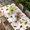Off White, variant on Spring Butterfly Dragonfly Table Cloths for 5 Foot Rectangle Tables, Beige Botanical Floral Rustic Patio Waterproof Elastic Fitted Tablecloths, Washable Rectangular Table Cover for Camping