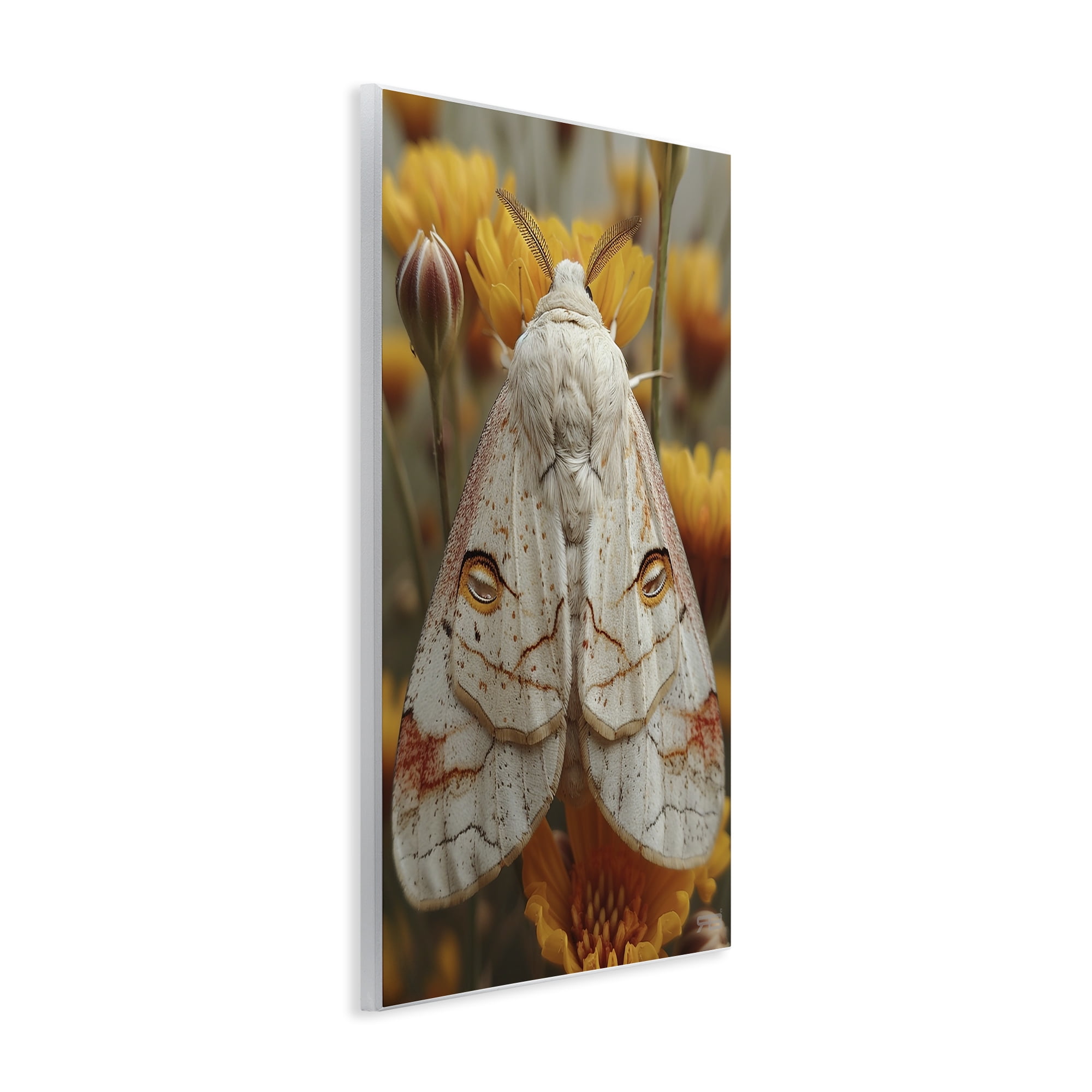Stupell Industries Delicate Luna Moth Animals & Insects Painting Unframed Art Print Wall Art, 13 x 19