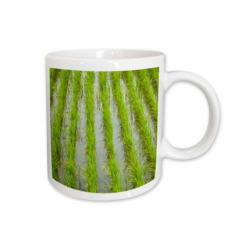 

3dRose Rice paddy near Tan Hoa Tien Giang Province Mekong Delta Vietnam - Ceramic Mug 11oz (mug_277051_1)